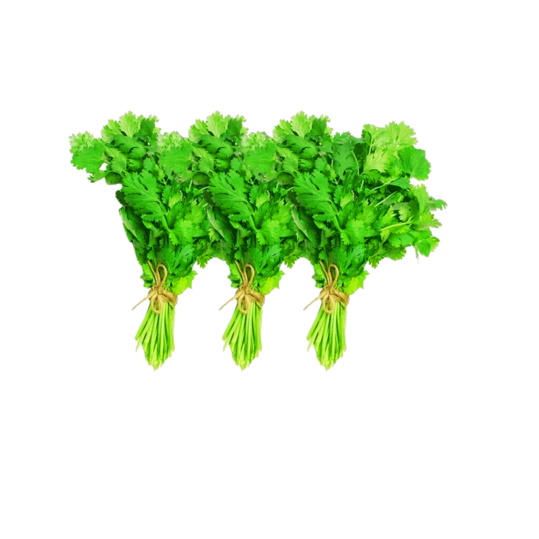 Coriander Bunch (Dhaniya) x 3 - Autumn Offers
